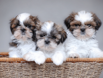 Shih Tzu puppies in basket