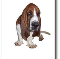 Basset Hound