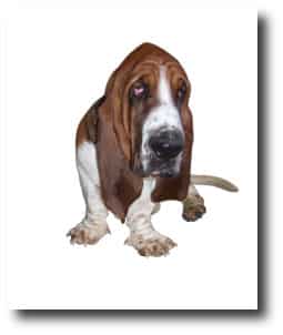 Basset Hound