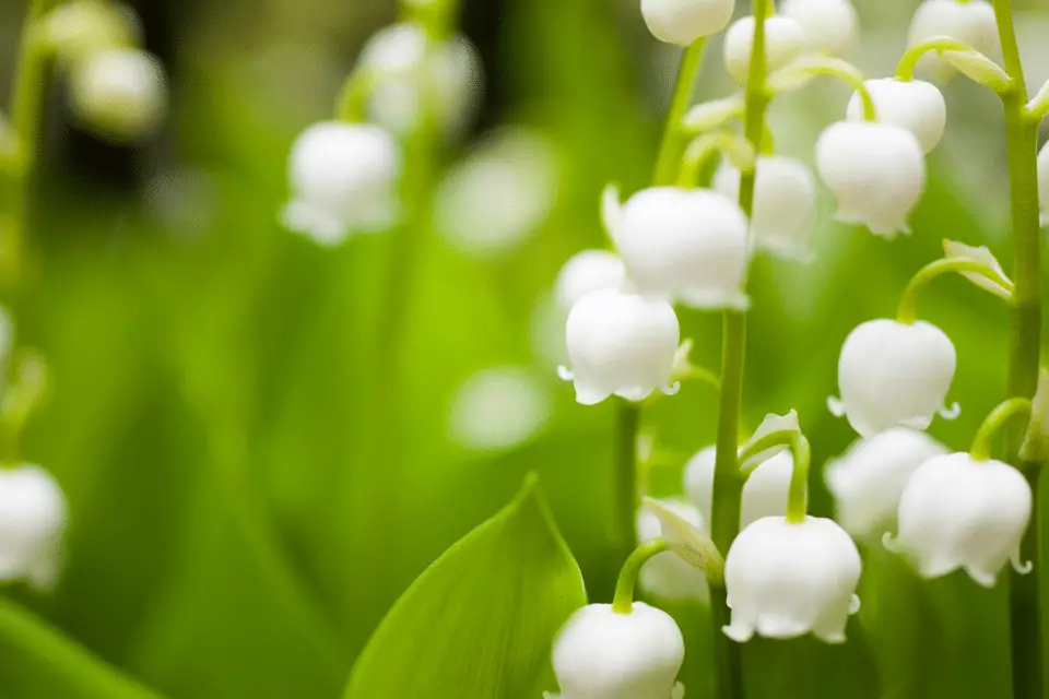 lily of the valley toxic to dogs