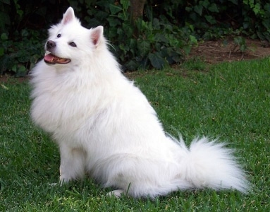 The American Eskimo Dog