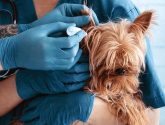 dog ear infection