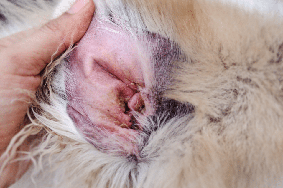 dog ear infection