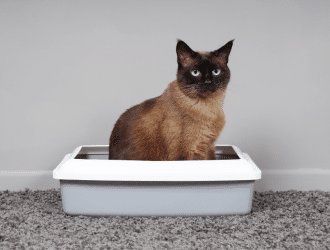 cat in litter box