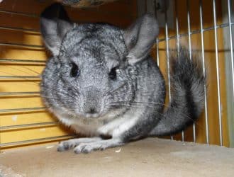 chinchillas short tailed chinchilla