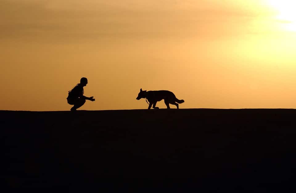 Dog in hot sun - protect your pet