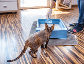 Training cat using litter box