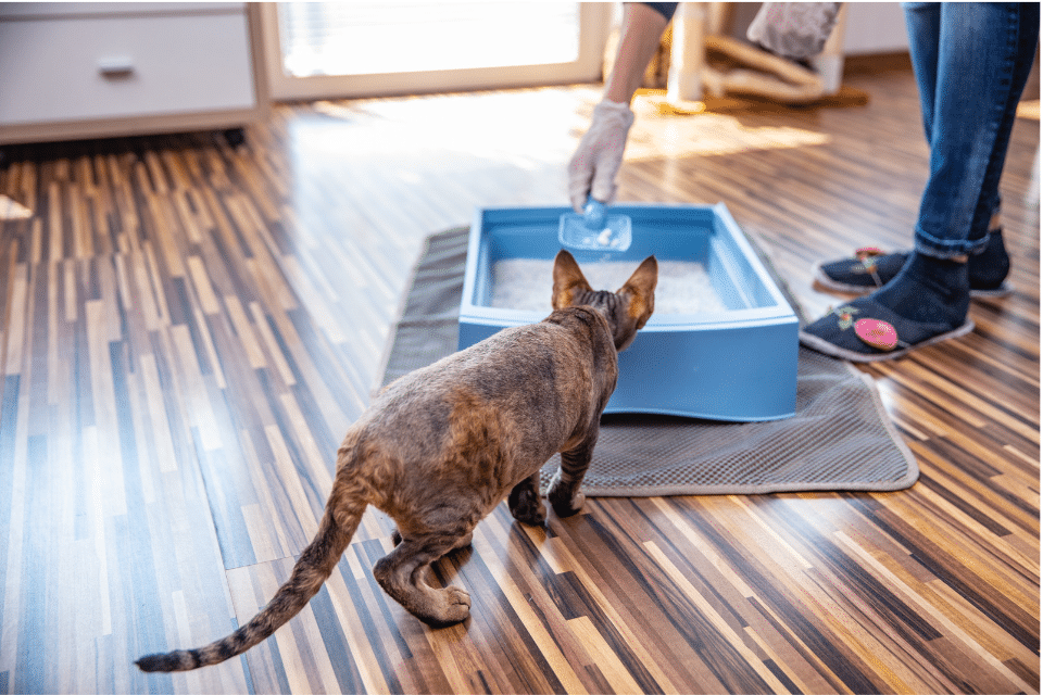 cat using litter box