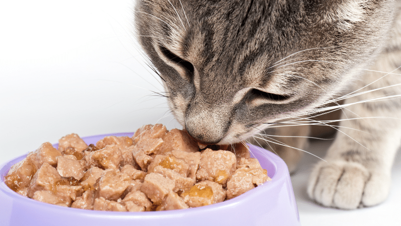 cat eating plastic bowl