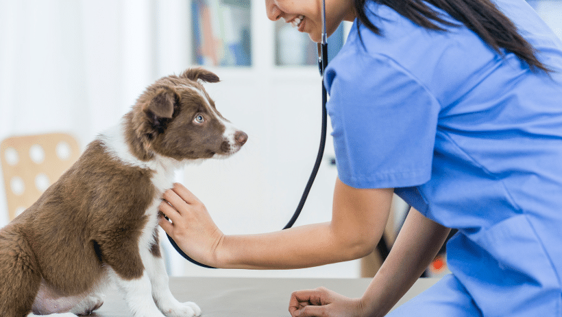 dog at vet