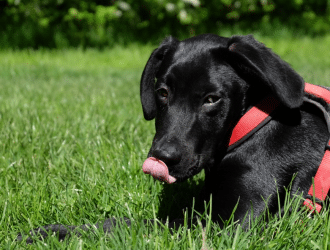 eye problems with Labrador Retrievers