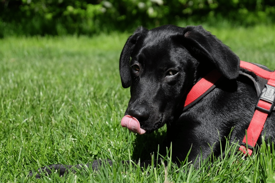 eye problems with Labrador Retrievers