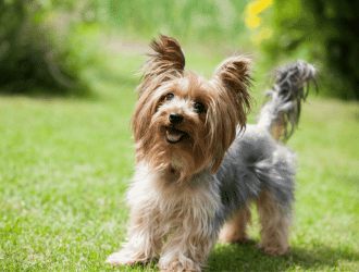 Yorkshire Terrier potty training