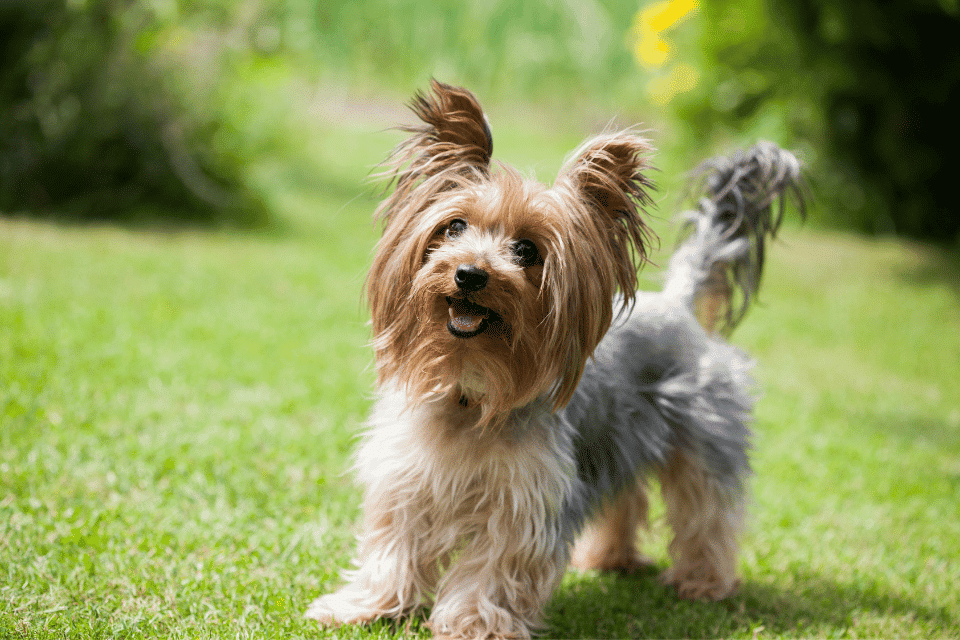 Yorkshire Terrier potty training