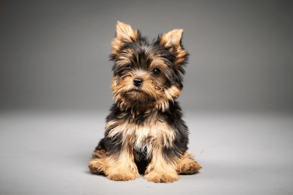 Yorkshire Terrier 2