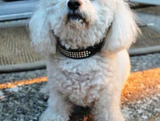 Bichon Frise breeding