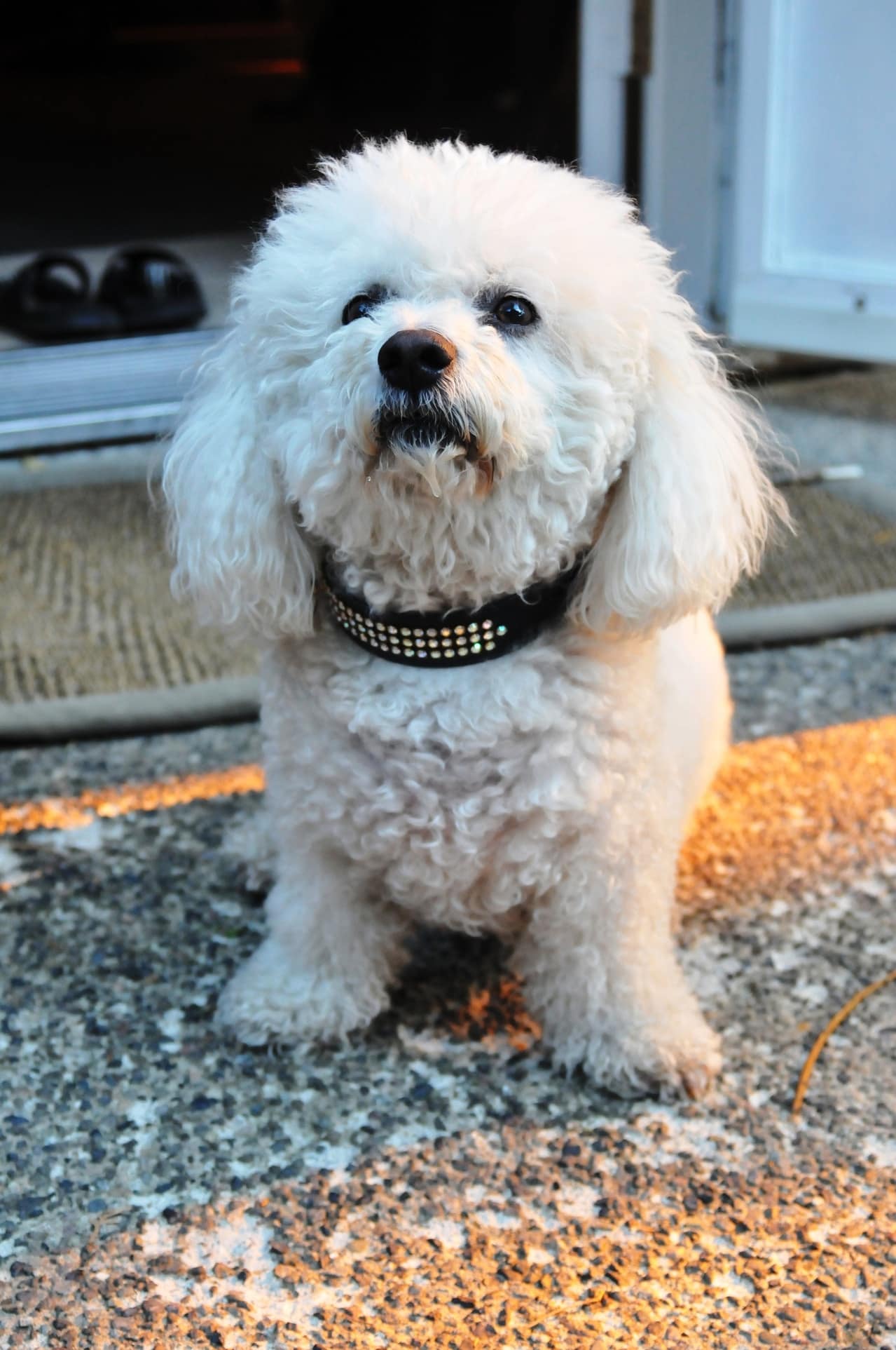 Bichon Frise breeding