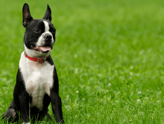 Boston Terrier allergies