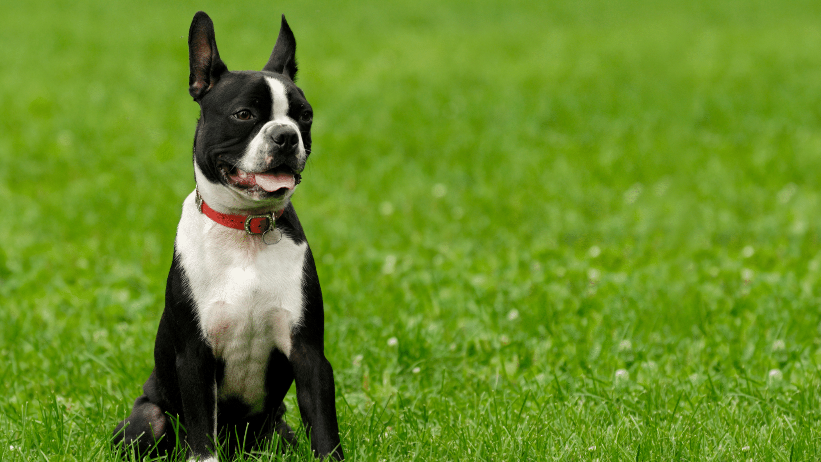 Boston Terrier allergies