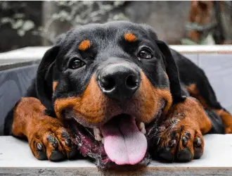 German Rottweiler