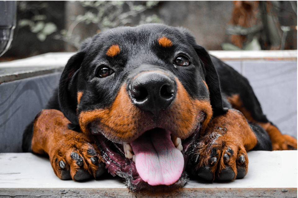 German Rottweiler