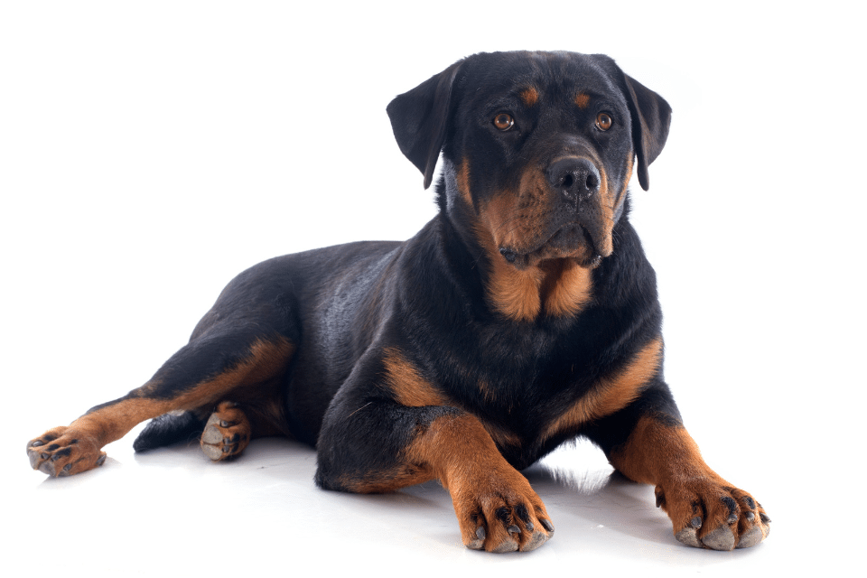 German Rottweiler laying down