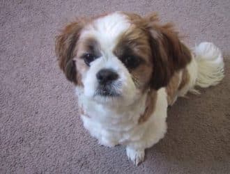 Imperial Shih Tzu