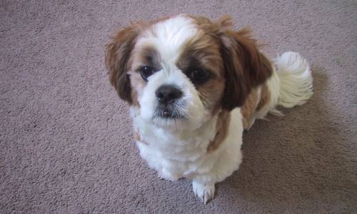 Imperial Shih Tzu