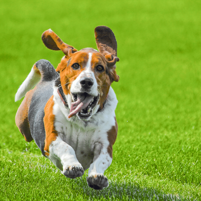 agility training for your dog