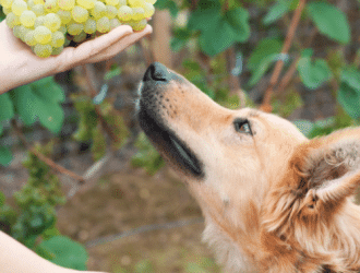 dog and grapes