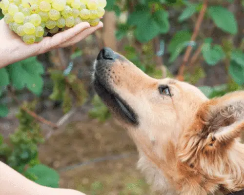 dog and grapes