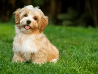 Havanese puppy