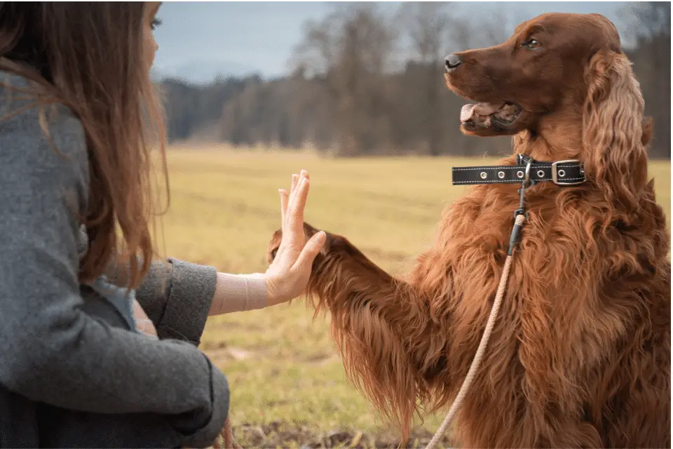 dog hand signals