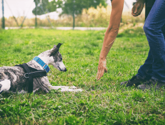 dog hand signals