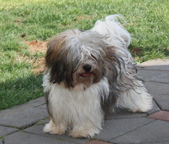 havanese dog