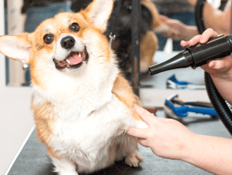 pomeranian hair cut