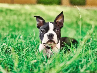 Boston Terrier puppies