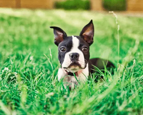 Boston Terrier puppies