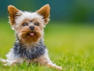 Yorkshire Terrier