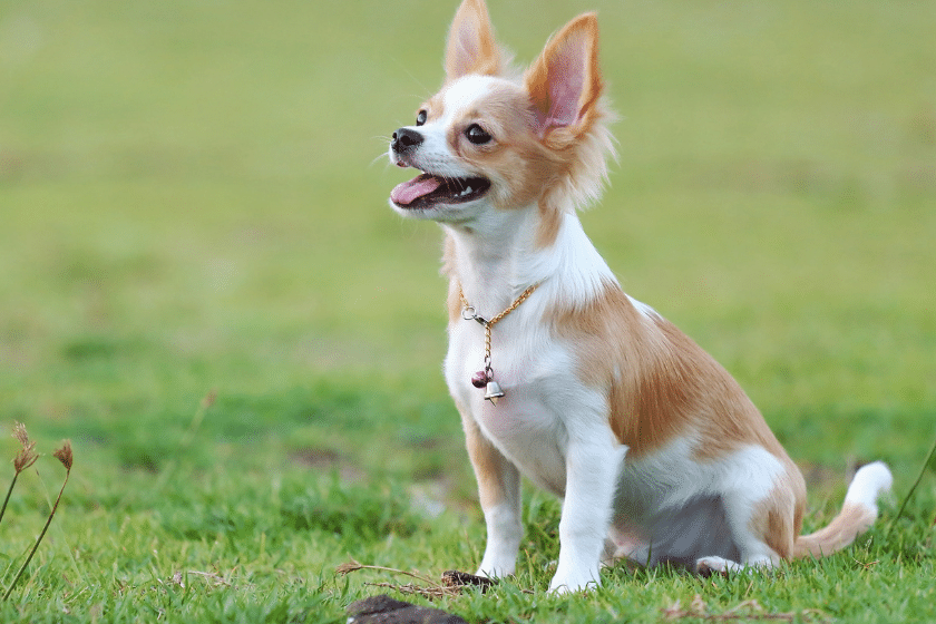 Chihuahua dog outside