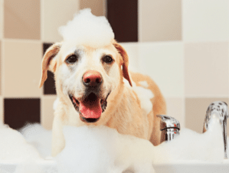 organic dog shampoo