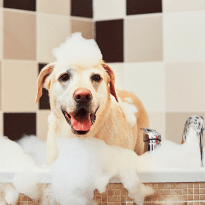 organic dog shampoo