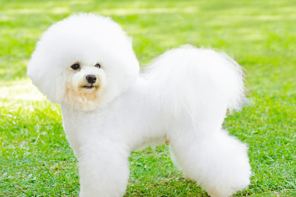 bichon Frise 1