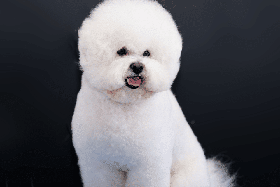 bichon Frise 2