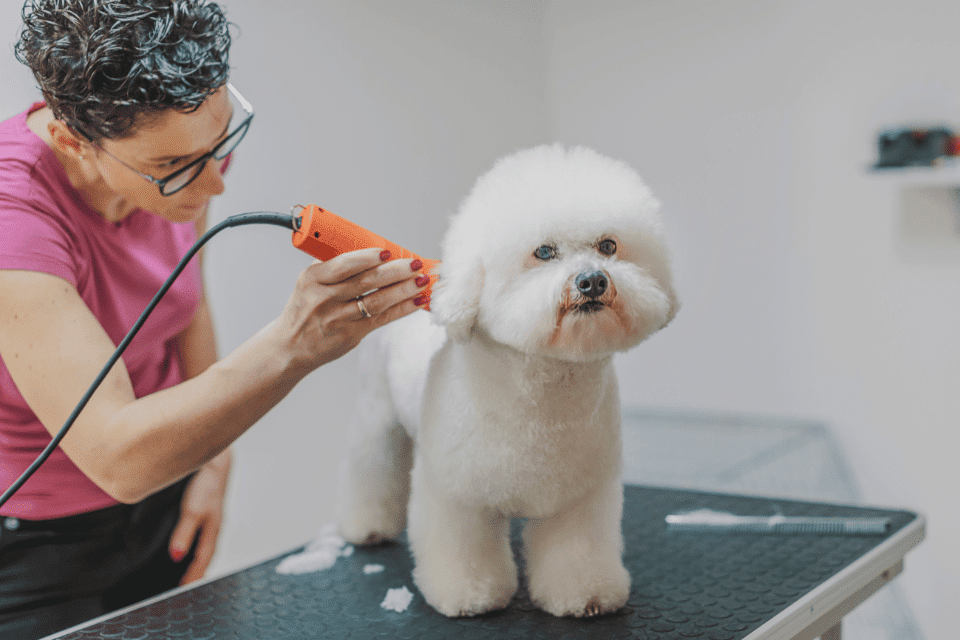 bichon Frise