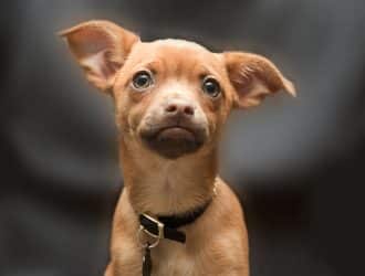 puppy chihuahua