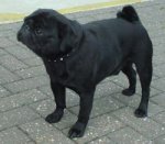 Pug