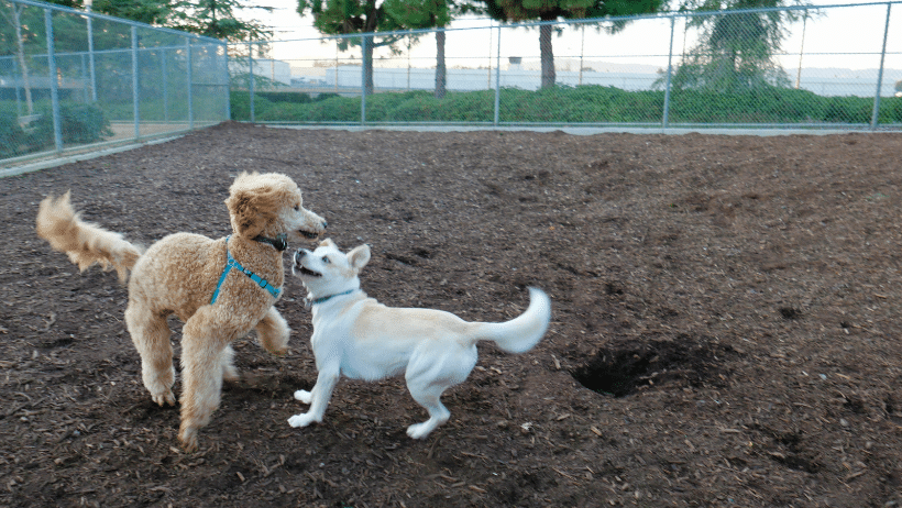 dog park