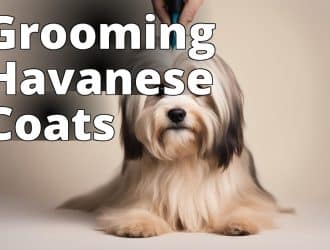 Grooming_Havanese_Coats.jpg