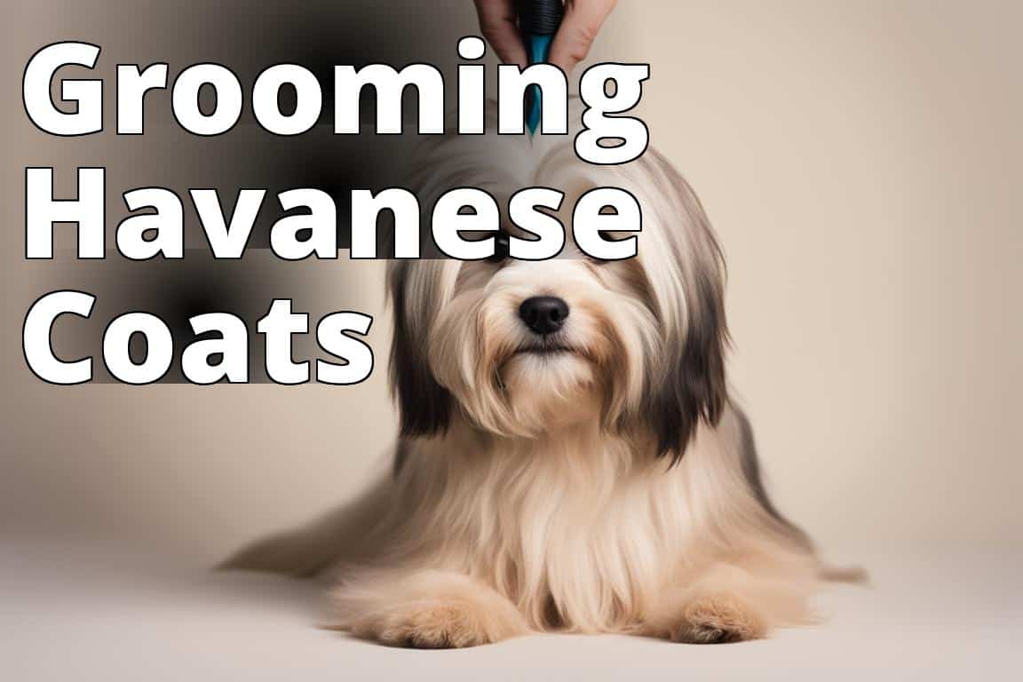 Grooming_Havanese_Coats.jpg